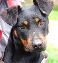 TILLY, Hund, Mischlingshund in Hamburg