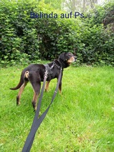 BELINDA, Hund, Mischlingshund in Jüchen - Bild 1