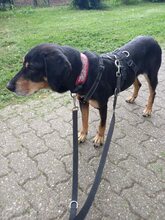 BELINDA, Hund, Mischlingshund in Jüchen - Bild 10