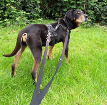 BELINDA, Hund, Mischlingshund in Jüchen - Bild 12