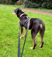BELINDA, Hund, Mischlingshund in Jüchen - Bild 13