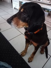 BELINDA, Hund, Mischlingshund in Jüchen - Bild 2
