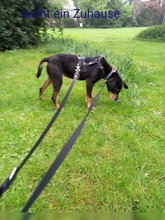BELINDA, Hund, Mischlingshund in Jüchen - Bild 3