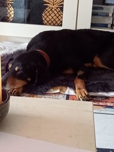 BELINDA, Hund, Mischlingshund in Jüchen - Bild 4
