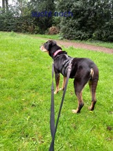BELINDA, Hund, Mischlingshund in Jüchen - Bild 5
