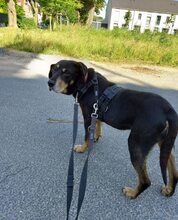 BELINDA, Hund, Mischlingshund in Jüchen - Bild 7