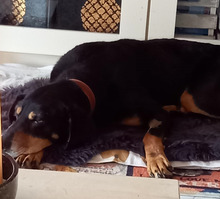 BELINDA, Hund, Mischlingshund in Jüchen - Bild 8