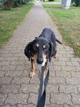 BELINDA, Hund, Mischlingshund in Jüchen - Bild 9