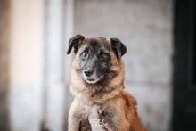FEIVEL, Hund, Mischlingshund in Oldenburg - Bild 14
