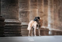 FEIVEL, Hund, Mischlingshund in Oldenburg - Bild 15