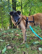 FEIVEL, Hund, Mischlingshund in Oldenburg - Bild 16