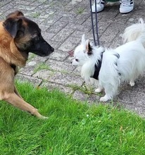 FEIVEL, Hund, Mischlingshund in Oldenburg - Bild 17