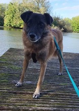 FEIVEL, Hund, Mischlingshund in Oldenburg - Bild 18
