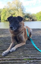 FEIVEL, Hund, Mischlingshund in Oldenburg - Bild 19