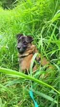 FEIVEL, Hund, Mischlingshund in Oldenburg - Bild 20