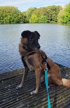 FEIVEL, Hund, Mischlingshund in Oldenburg - Bild 21