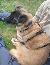 FEIVEL, Hund, Mischlingshund in Oldenburg - Bild 22