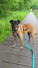 FEIVEL, Hund, Mischlingshund in Oldenburg - Bild 23