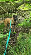 FEIVEL, Hund, Mischlingshund in Oldenburg - Bild 24