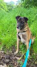 FEIVEL, Hund, Mischlingshund in Oldenburg - Bild 25