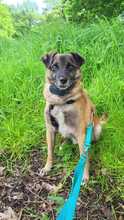 FEIVEL, Hund, Mischlingshund in Oldenburg - Bild 26
