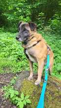 FEIVEL, Hund, Mischlingshund in Oldenburg - Bild 27