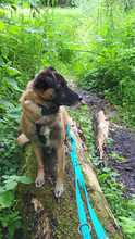 FEIVEL, Hund, Mischlingshund in Oldenburg - Bild 28