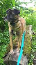FEIVEL, Hund, Mischlingshund in Oldenburg - Bild 29