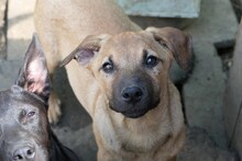 RONDA, Hund, Mischlingshund in Weinböhla - Bild 10