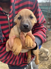 RONDA, Hund, Mischlingshund in Weinböhla - Bild 11
