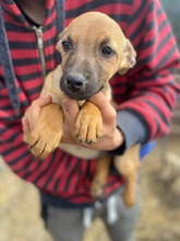 RONDA, Hund, Mischlingshund in Weinböhla - Bild 12
