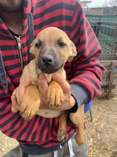 RONDA, Hund, Mischlingshund in Weinböhla - Bild 13