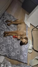 RONDA, Hund, Mischlingshund in Weinböhla - Bild 2