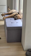 RONDA, Hund, Mischlingshund in Weinböhla - Bild 3
