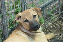 RONDA, Hund, Mischlingshund in Weinböhla - Bild 5