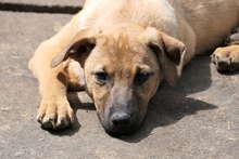 RONDA, Hund, Mischlingshund in Weinböhla - Bild 6