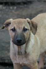RONDA, Hund, Mischlingshund in Weinböhla - Bild 7