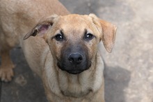 RONDA, Hund, Mischlingshund in Weinböhla - Bild 8