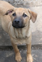 RONDA, Hund, Mischlingshund in Weinböhla - Bild 9
