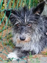 IDA, Hund, Mischlingshund in Bad Alexandersbad