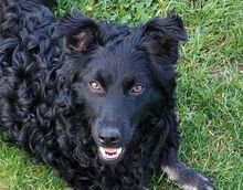 MARY, Hund, Mischlingshund in Helmbrechts - Bild 1