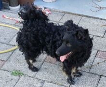 MARY, Hund, Mischlingshund in Helmbrechts - Bild 10