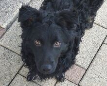 MARY, Hund, Mischlingshund in Helmbrechts - Bild 11