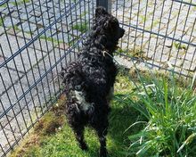 MARY, Hund, Mischlingshund in Helmbrechts - Bild 12