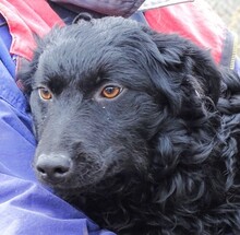 MARY, Hund, Mischlingshund in Helmbrechts - Bild 14