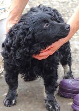 MARY, Hund, Mischlingshund in Helmbrechts - Bild 15