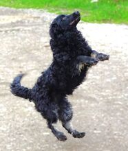 MARY, Hund, Mischlingshund in Helmbrechts - Bild 16