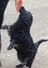 MARY, Hund, Mischlingshund in Helmbrechts - Bild 17