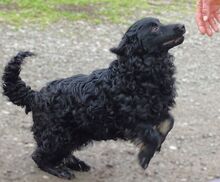 MARY, Hund, Mischlingshund in Helmbrechts - Bild 18