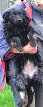 MARY, Hund, Mischlingshund in Helmbrechts - Bild 19